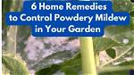 How Do You Treat Powdery Mildew on Hands?