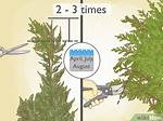 How Do You Trim a Leyland Spruce?
