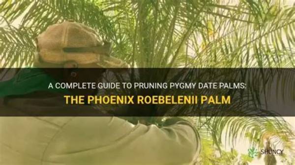 How Do You Trim a Phoenix Palm Tree?