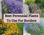 How Do You Use Perennial in a Sentence?