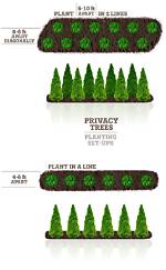 How Far Apart Do I Plant Green Giant Arborvitae?