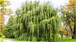 How Far Apart Do You Plant Willow Trees?