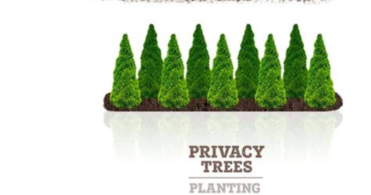 How Far Apart Should I Plant American Pillar Arborvitae?