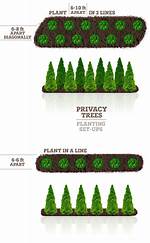 How Far Apart Should I Plant American Pillar Arborvitae?