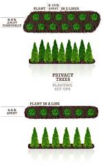 How Far Apart Should You Plant Black Hills Spruce?