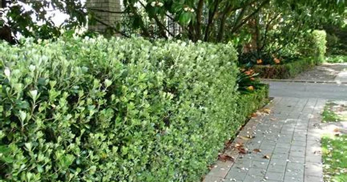 How Far Apart Should You Plant Pittosporum?