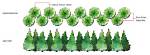How Far Apart Should You Plant Thuja Green Giants?