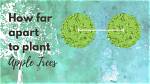 How Far Away Do You Plant Apple Trees from Each Other?