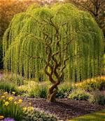 How Far Should a Willow Tree Be from a House?