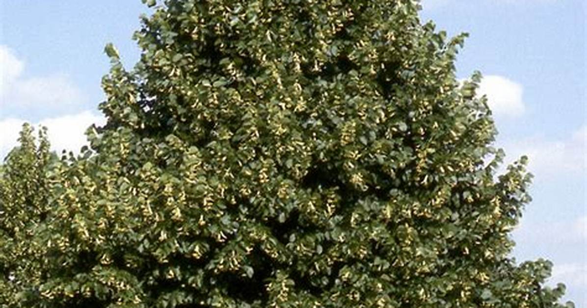 How Fast Do Redmond Linden Trees Grow?
