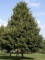 How Fast Do Redmond Linden Trees Grow?