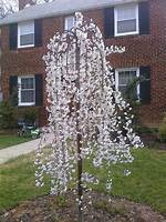 How Fast Do Snow Fountain Cherry Trees Grow?