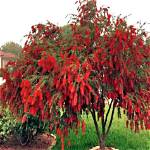 How Fast Do Weeping Bottle Brush Trees Grow?