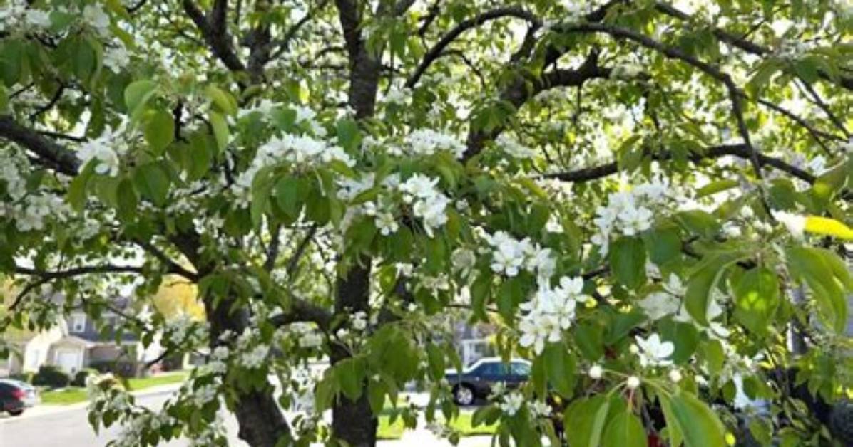 How Fast Does a Cleveland Select Flowering Pear Tree Grow?
