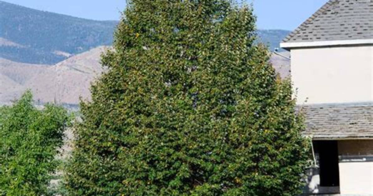 How Fast Does a Greenspire Linden Grow?