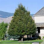 How Fast Does a Greenspire Linden Grow?