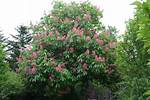 How Fast Does a Red Horse Chestnut Tree Grow?