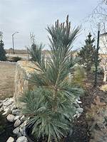 How Fast Does a Vanderwolf Pine Grow?