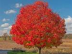How Fast Does an October Glory Red Maple Grow?
