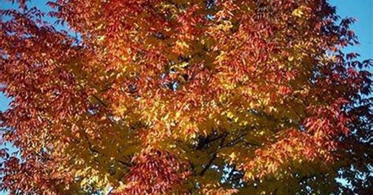 How Fast Does Autumn Purple Ash Grow?