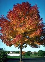 How Fast Does Autumn Purple Ash Grow?
