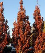 How Fast Does Crimson Spire Oak Grow?