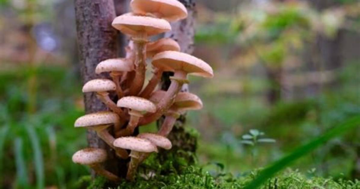 How Fast Does Honey Fungus Spread?