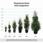 How Fast Does Thuja Green Giant Grow?