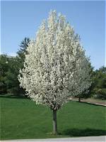 How High Do Ornamental Pear Trees Grow?