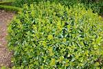How High Does Pittosporum Grow?