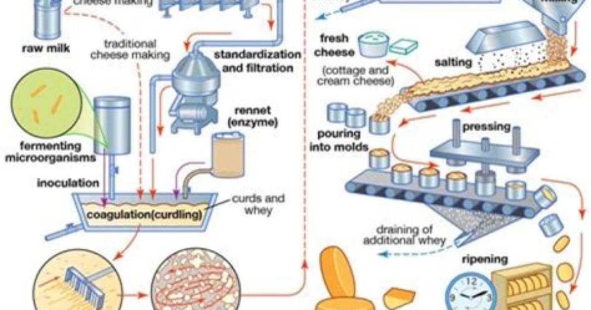 How Is Cheese Produced from Milk?