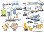 How Is Cheese Produced from Milk?