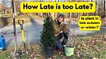 How Late Can You Plant Spruce Trees?