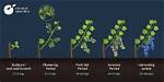 How Long After Planting Grapes Do They Produce?
