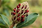 How Long Are Magnolia Seeds Viable?