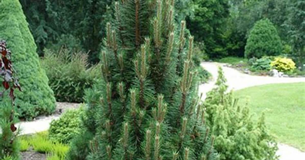 How Long Do Austrian Pines Live?