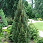 How Long Do Austrian Pines Live?