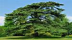 How Long Do Cedar Trees Mature?