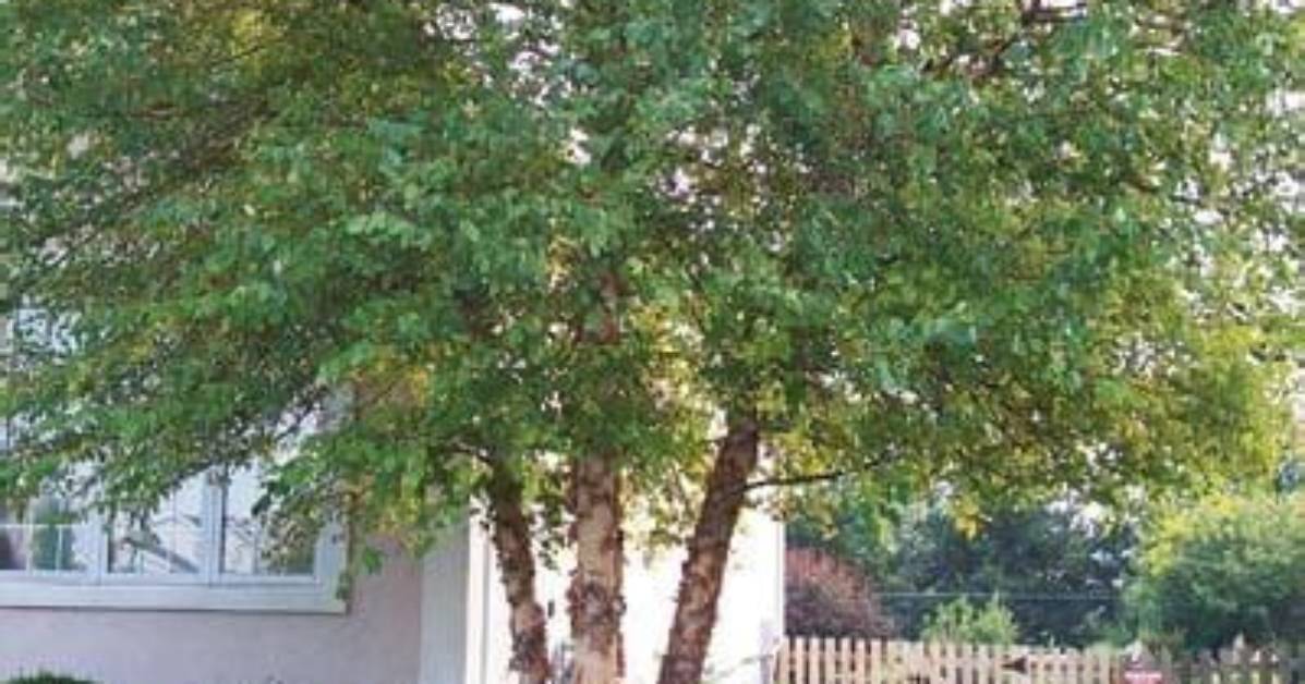 How Long Do Clump Birch Trees Last?