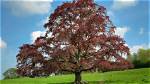 How Long Do Copper Beech Trees Live for?