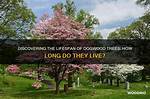 How Long Do Dogwood Trees Normally Live?