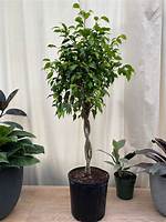 How Long Do Ficus Benjamina Trees Live?