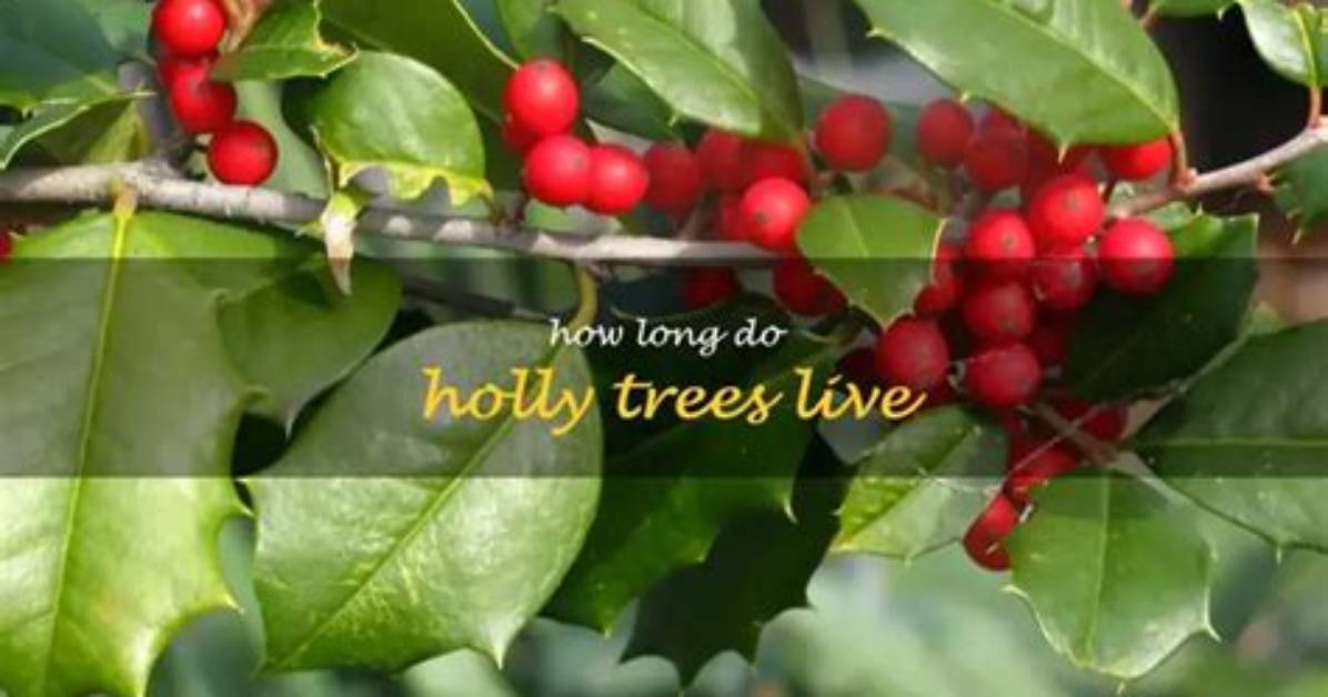 How Long Do Holly Trees Last?