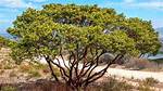How Long Do Manzanita Branches Last?