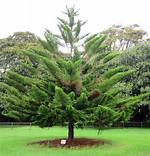How Long Do Norfolk Island Pines Live?