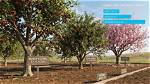 How Long Do Pin Cherry Trees Live?