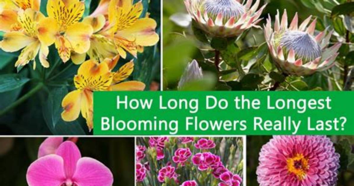How Long Do Plum Flowers Last?