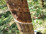 How Long Do Rubber Trees Produce Latex?