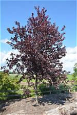 How Long Do Schubert Chokecherry Trees Live?