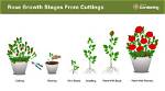 How Long Do Spruces Take to Grow?